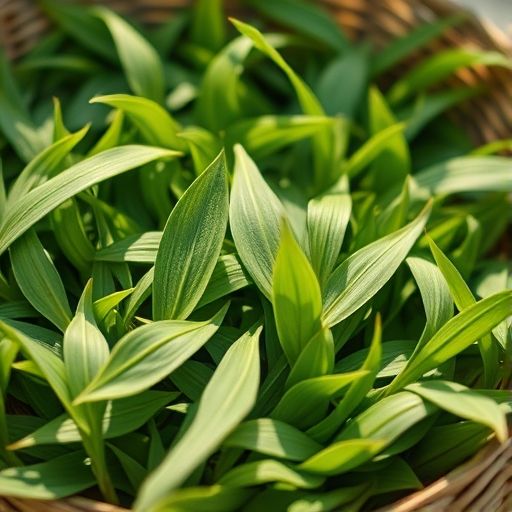 新鲜绿茶